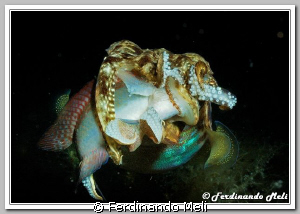 A cuttlefish (Sepia officinalis) catch a fish (Symphodua ... by Ferdinando Meli 